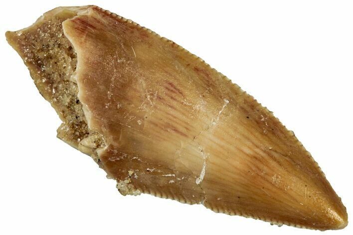 Serrated Raptor Tooth - Real Dinosaur Tooth #300962